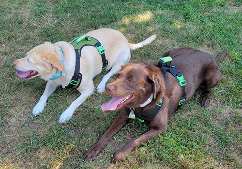 SUPREME SPORT DOG HARNESS