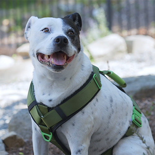 ULTIMATE URBAN DOG HARNESS