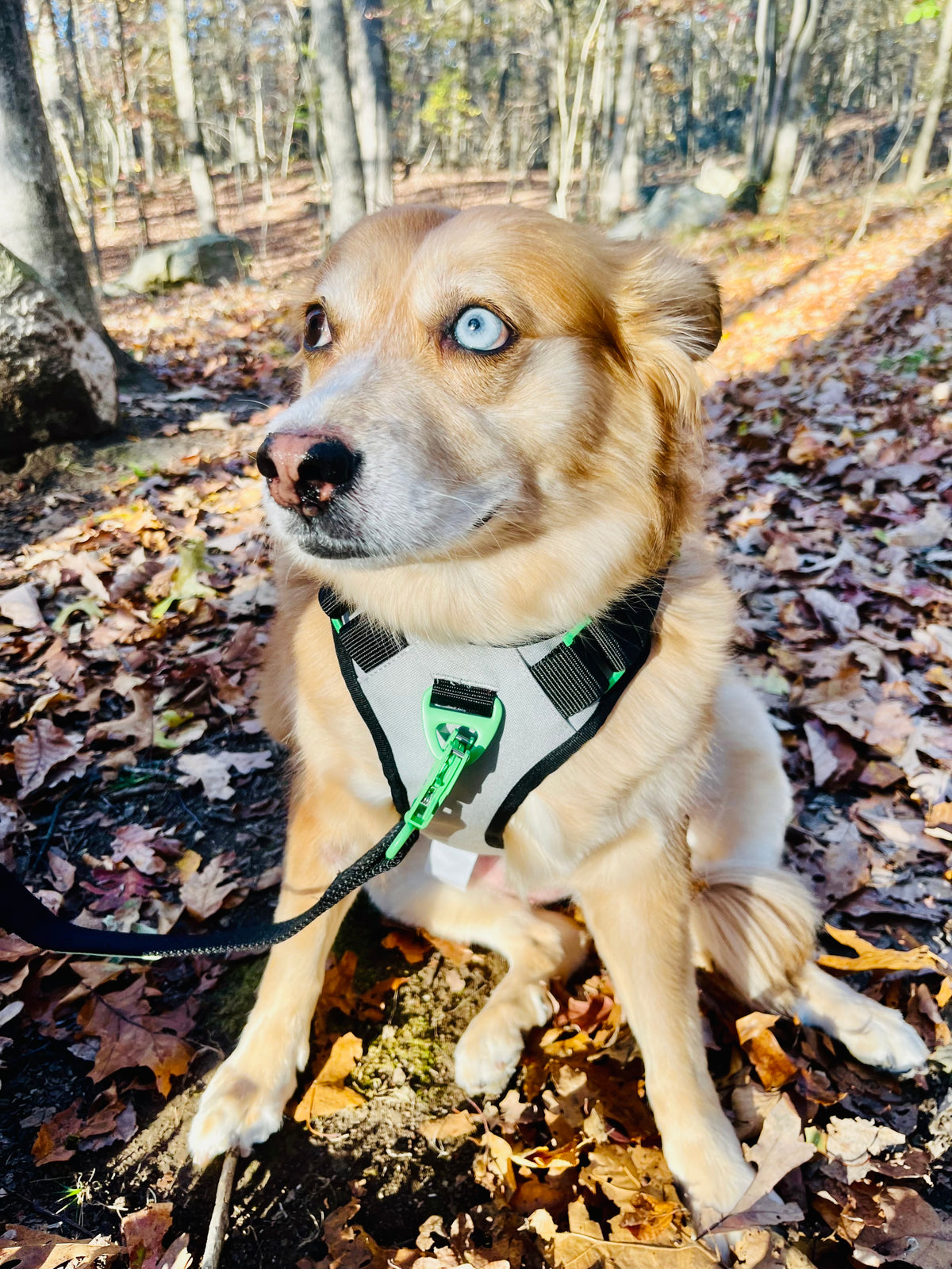 SUPREME SPORT Harness media