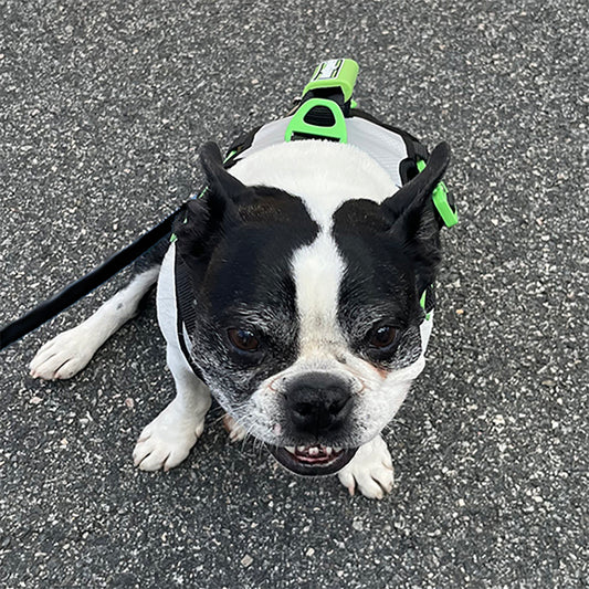 Healthy Harness ROPE LEASH