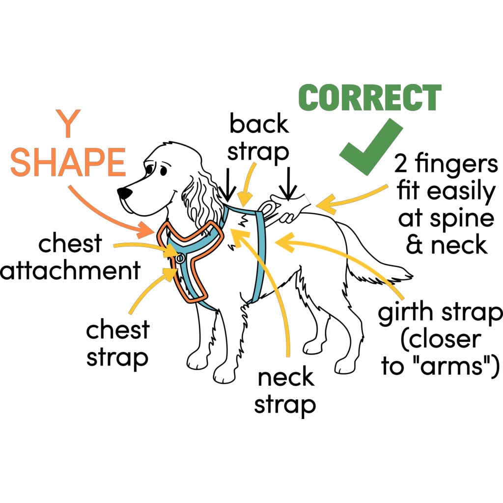 Comparing Popular Dog Harnesses