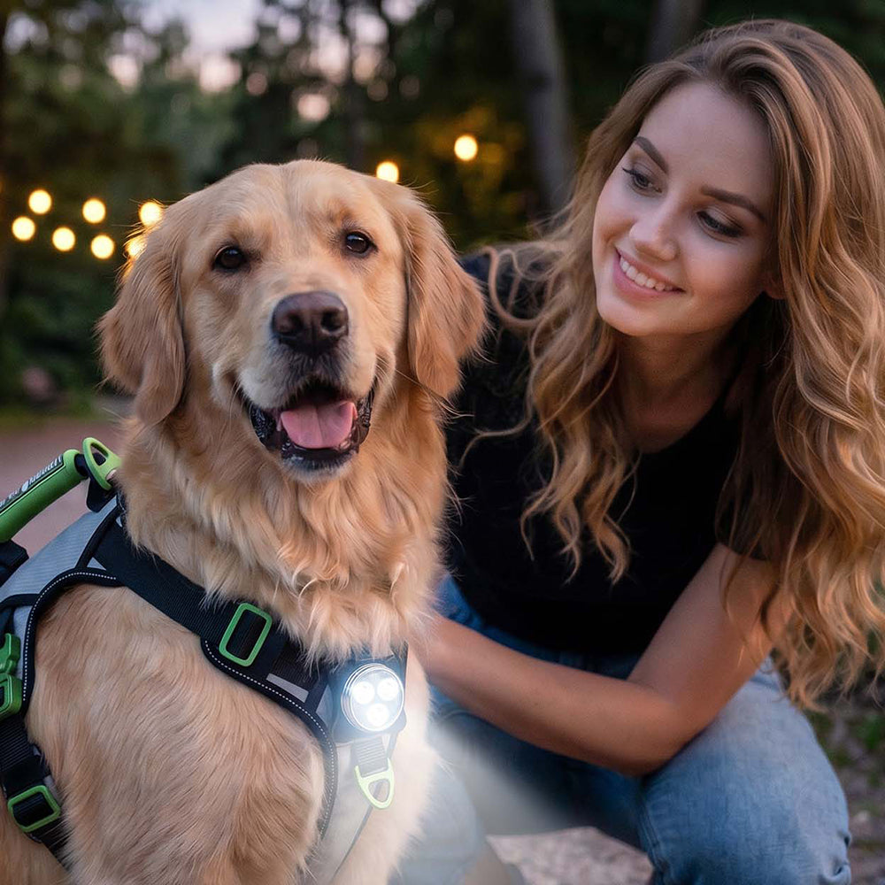 The Ultimate Guide to Dog Harness Accessories
