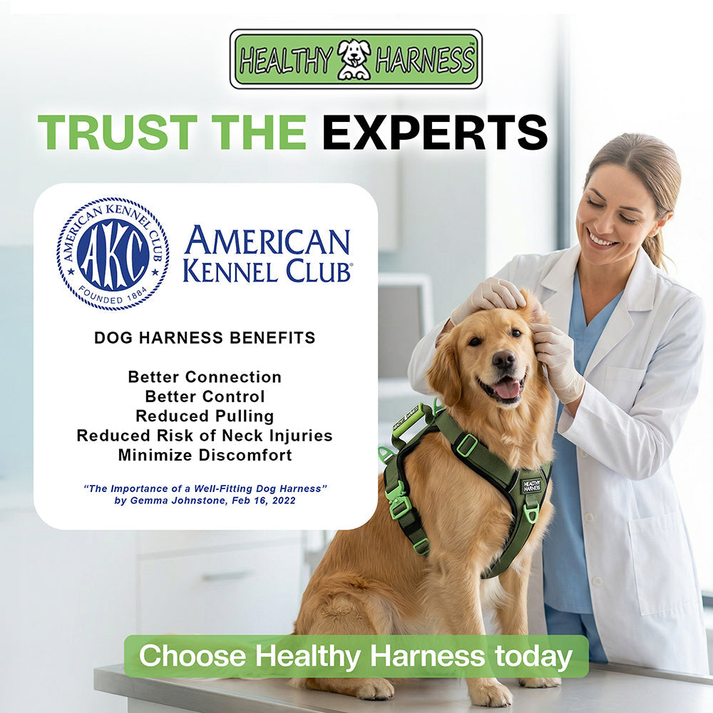 Common Myths About Dog Harnesses