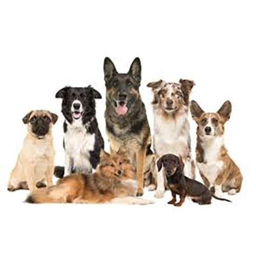 How Your Dog’s Breed Impacts the Gear They Wear
