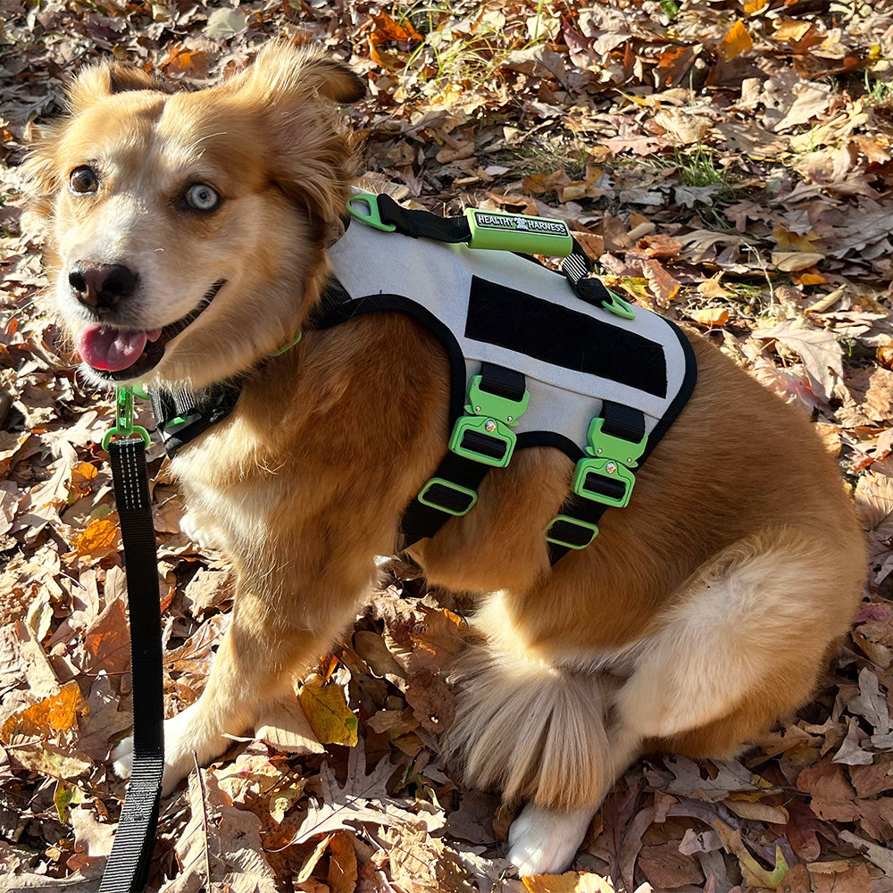 ABSOLUTE ADVENTURE Harness