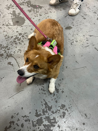 Limited Edition Sports Harness with Leash Size M