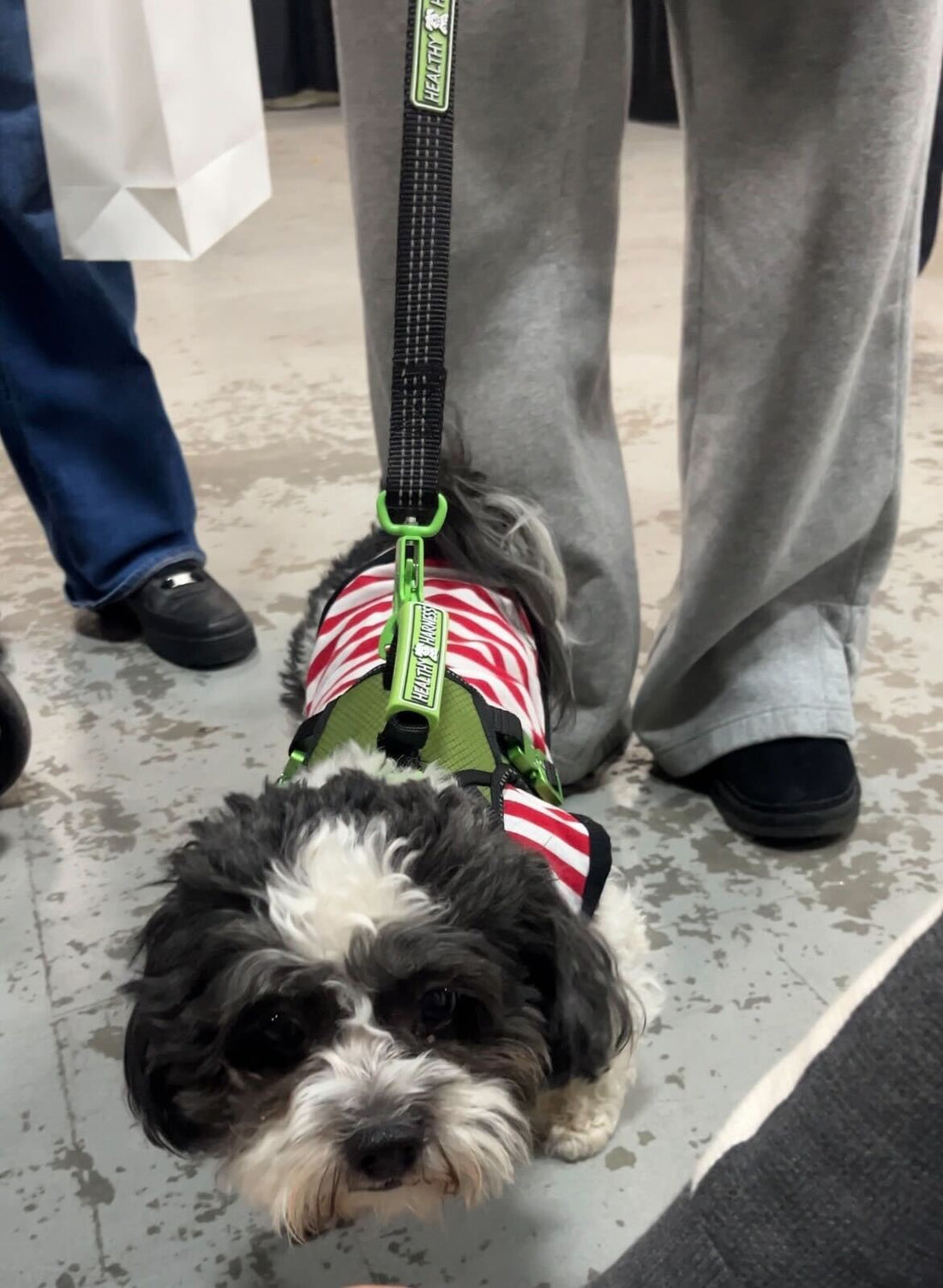 Limited Edition Sports Harness with Leash Size M