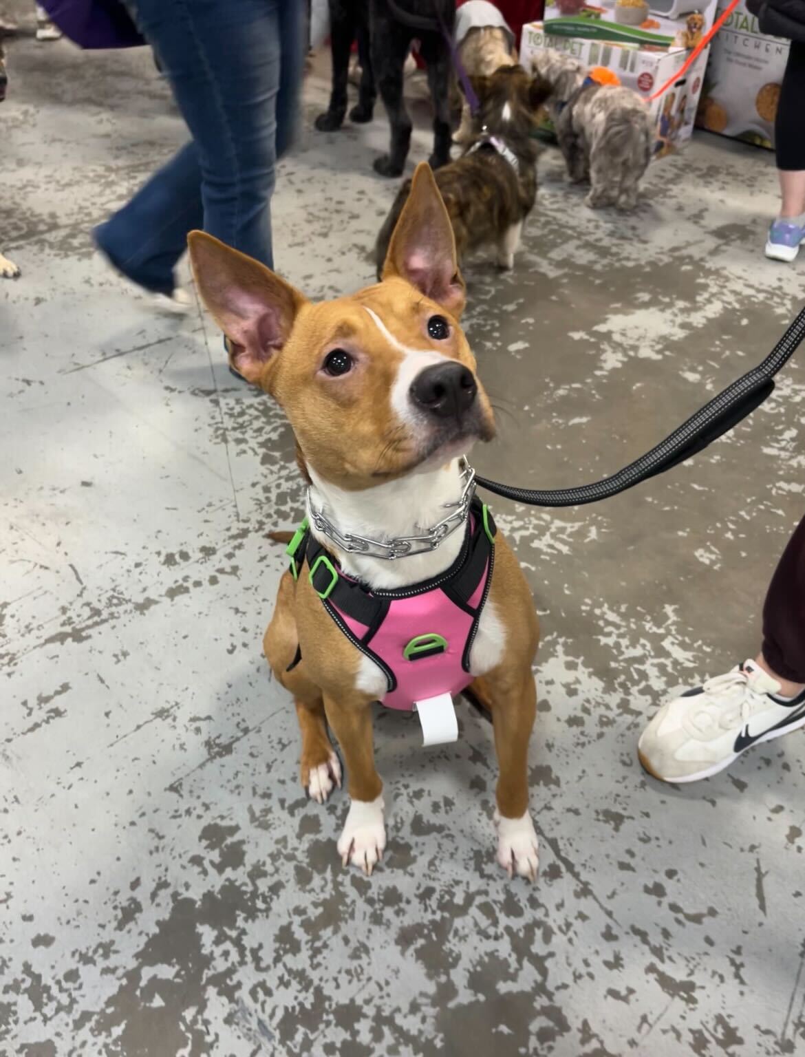 Supreme Sports Harness - Limited Edition (COMING SOON!!) media