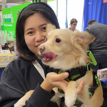 ULTIMATE URBAN Harness and FREE LEASH