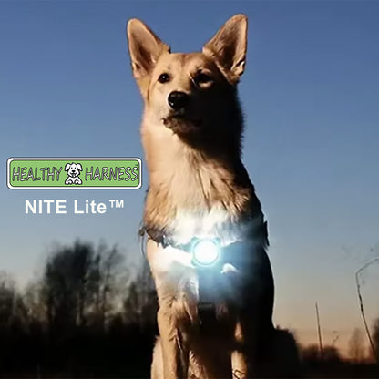 ULTIMATE URBAN Harness and STRAP LEASH and NITE Lite Bundle
