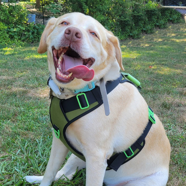 SUPREME SPORTS DOG HARNESS with FREE LEASH