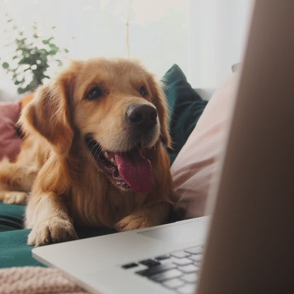 Healthy Harness FITNESS TRACKER